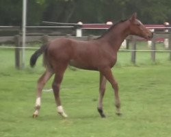 broodmare Stute von Ampere (Westphalian, 2014, from Ampère)