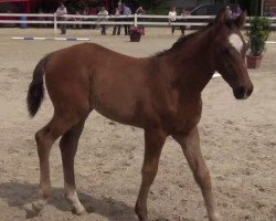 Springpferd Hengst von Balous Diamond (Westfale, 2014, von Balous Diamond)