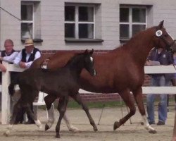 dressage horse Beniro (Westphalian, 2014, from Benaggio)