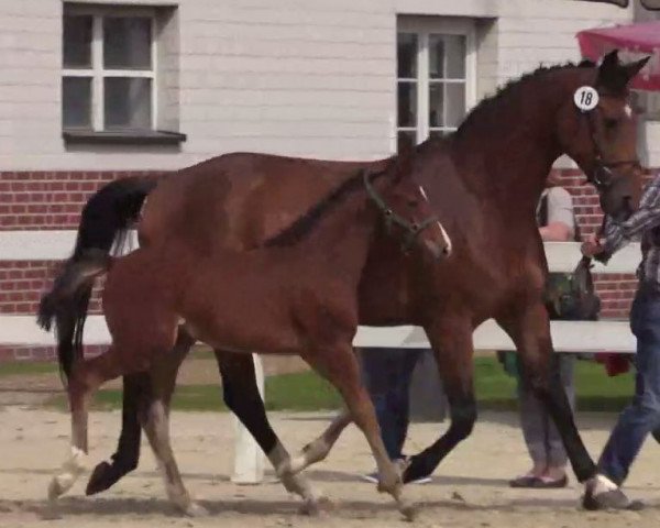 broodmare Dolly Buster 7 (Westphalian, 2014, from Dibadu L)