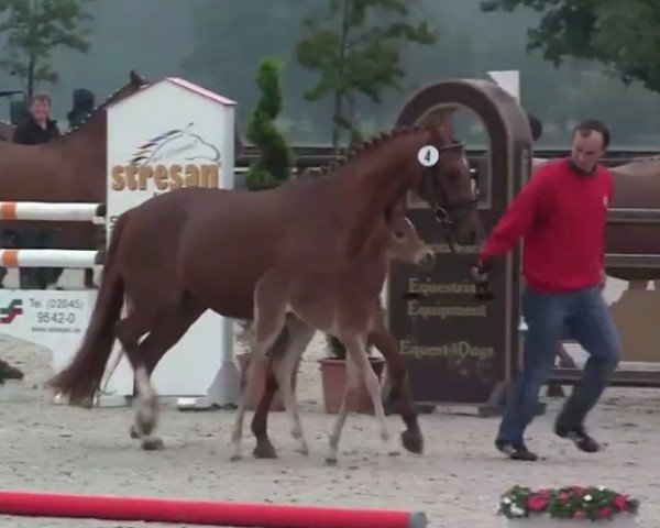 dressage horse Stute von Top Christobell (German Riding Pony, 2014, from Top Christobell)