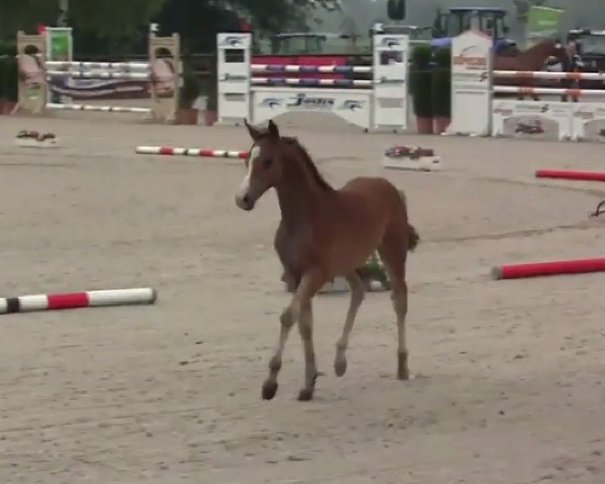 Zuchtstute Charlett (Deutsches Reitpony, 2014, von Fs Numero Uno)