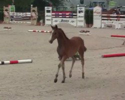 broodmare Charlett (German Riding Pony, 2014, from Fs Numero Uno)