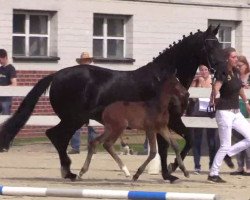 dressage horse Hengst von Vancouver (Westphalian, 2014, from Vancouver L)