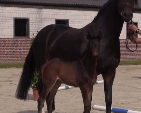 dressage horse Stute von Vancouver (Westphalian, 2014, from Vancouver L)