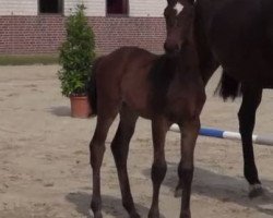 dressage horse Stute von Vancouver (Westphalian, 2014, from Vancouver L)