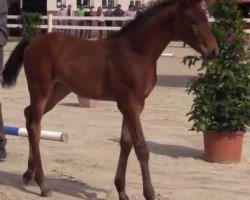 dressage horse Velvet Touch S (Westfale, 2014, from Vancouver L)