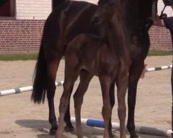 dressage horse Hengst von Vancouver (Westphalian, 2014, from Vancouver L)