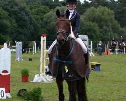 dressage horse Florino 46 (Westphalian, 2010, from Florentinus V 219 FIN)