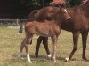 dressage horse Escomark (Westphalian, 2014, from Escolar)