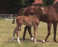 dressage horse Escomark (Westphalian, 2014, from Escolar)