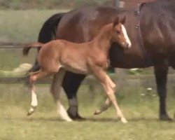 dressage horse Silencio (Westphalian, 2014, from Sir Heinrich OLD)