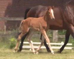 dressage horse Febelle (Westphalian, 2014, from Farbenspiel)