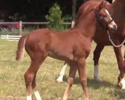 dressage horse Fleur Mystique (Westphalian, 2014, from Fürst Piccolo)