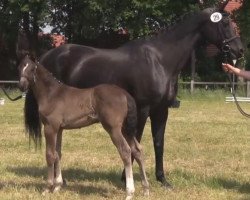 dressage horse Bella Anna (Westphalian, 2014, from Bretton Woods)