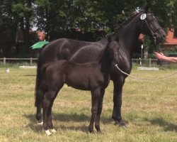 dressage horse Hengst von All at Once (Westphalian, 2014, from All At Once)