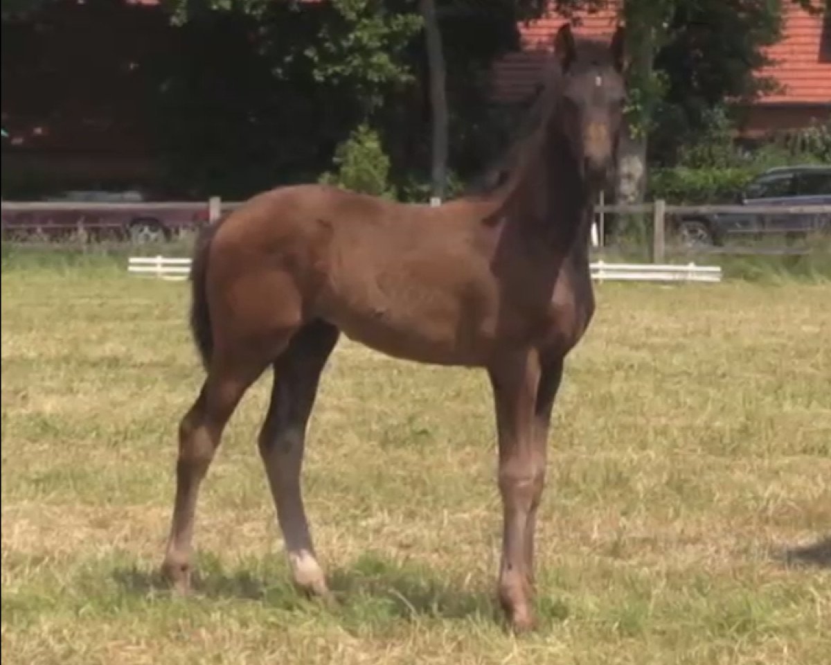 dressage horse Alba (Westphalian, 2014, from All At Once)