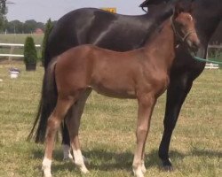 dressage horse Stute von Dancing Diamond (Westphalian, 2014, from Dancing Diamond 18)