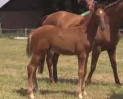 broodmare Florentina (Westphalian, 2014, from Farbenspiel)