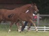 dressage horse Sonntagsglück (Westphalian, 2014, from Sunday)