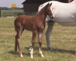 Springpferd Cup Cake R (Westfale, 2014, von Cup Cooper)