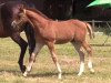 dressage horse Cäpten Spook (Westphalian, 2014, from Comte)