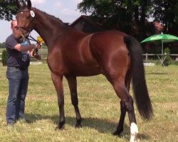 dressage horse Stute von Dankeschön (Westphalian, 2011, from Dankeschön)