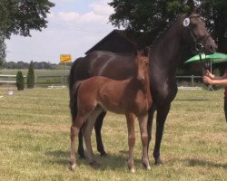 Springpferd Capparetta Jr (Westfale, 2014, von Captain Fire)