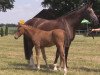 dressage horse Louis 359 (Westphalian, 2014, from Levisonn 208 FIN)