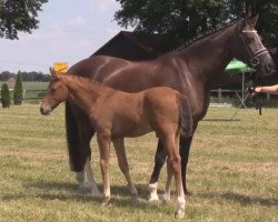 dressage horse Louis 359 (Westphalian, 2014, from Levisonn 208 FIN)