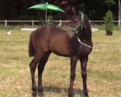 Springpferd Don Black (Deutsches Reitpony, 2014, von Don Diabolo NRW)