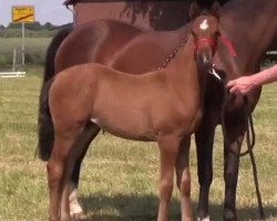 Zuchtstute Paula (Deutsches Reitpony, 2014, von Principal Boy)