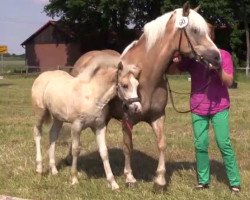 dressage horse Sunschine (2,15% ox) (Edelbluthaflinger, 2014, from Sonnenkönig C (4,30% ox))