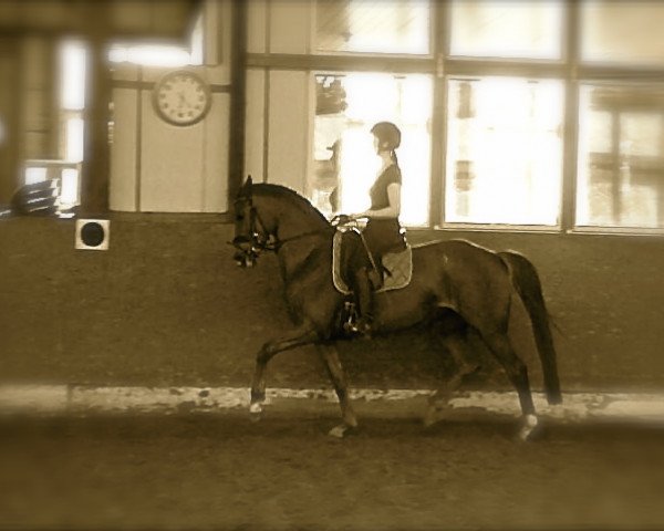 dressage horse Peppermint (Westphalian, 2009, from Peking)