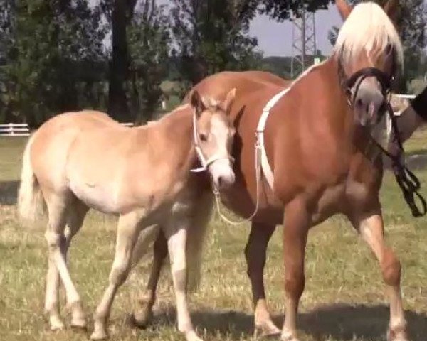 dressage horse Shakuntala C. (2,14% ox) (Edelbluthaflinger, 2014, from Sonnenkönig C (4,30% ox))