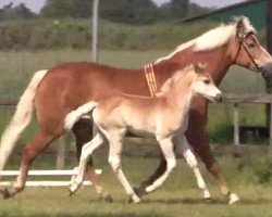 horse Stute von Nevitano (Haflinger, 2014, from Nevitano)