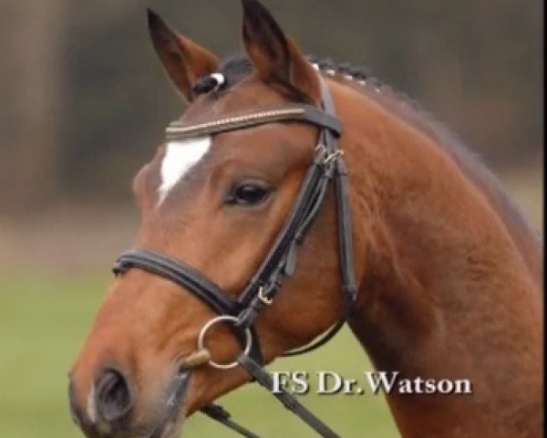 dressage horse Fs Dr Watson (German Riding Pony, 2005, from FS Don't Worry)