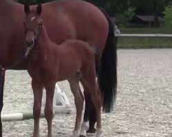 Springpferd Hengst von Lord Cassini (Westfale, 2014, von Lord Cassini)