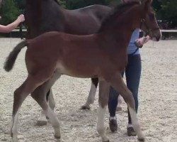 dressage horse Hengst von Belconi (Westphalian, 2023, from Belconi)