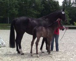 dressage horse Best Bumblebee (Westphalian, 2014, from Belconi)