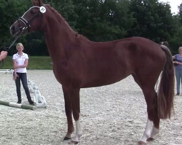 broodmare Flora (Westphalian, 2011, from Fürst Piccolo)