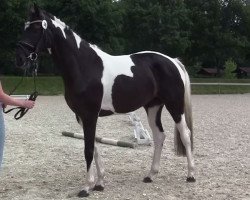 dressage horse Silber Lotti (Westphalian, 2011, from Silbermond)