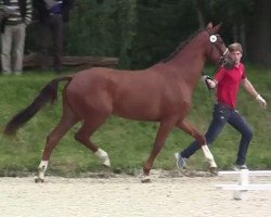 Zuchtstute Sternschnuppe (Westfale, 2011, von Schumacher)