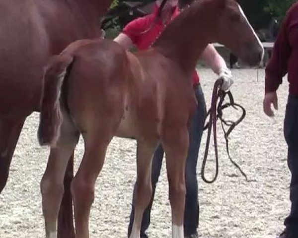 dressage horse Fohlen von Belconi (Westphalian, 2017, from Belconi)