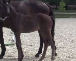 dressage horse Dante's Dark Beauty A (Westphalian, 2016, from Belconi)