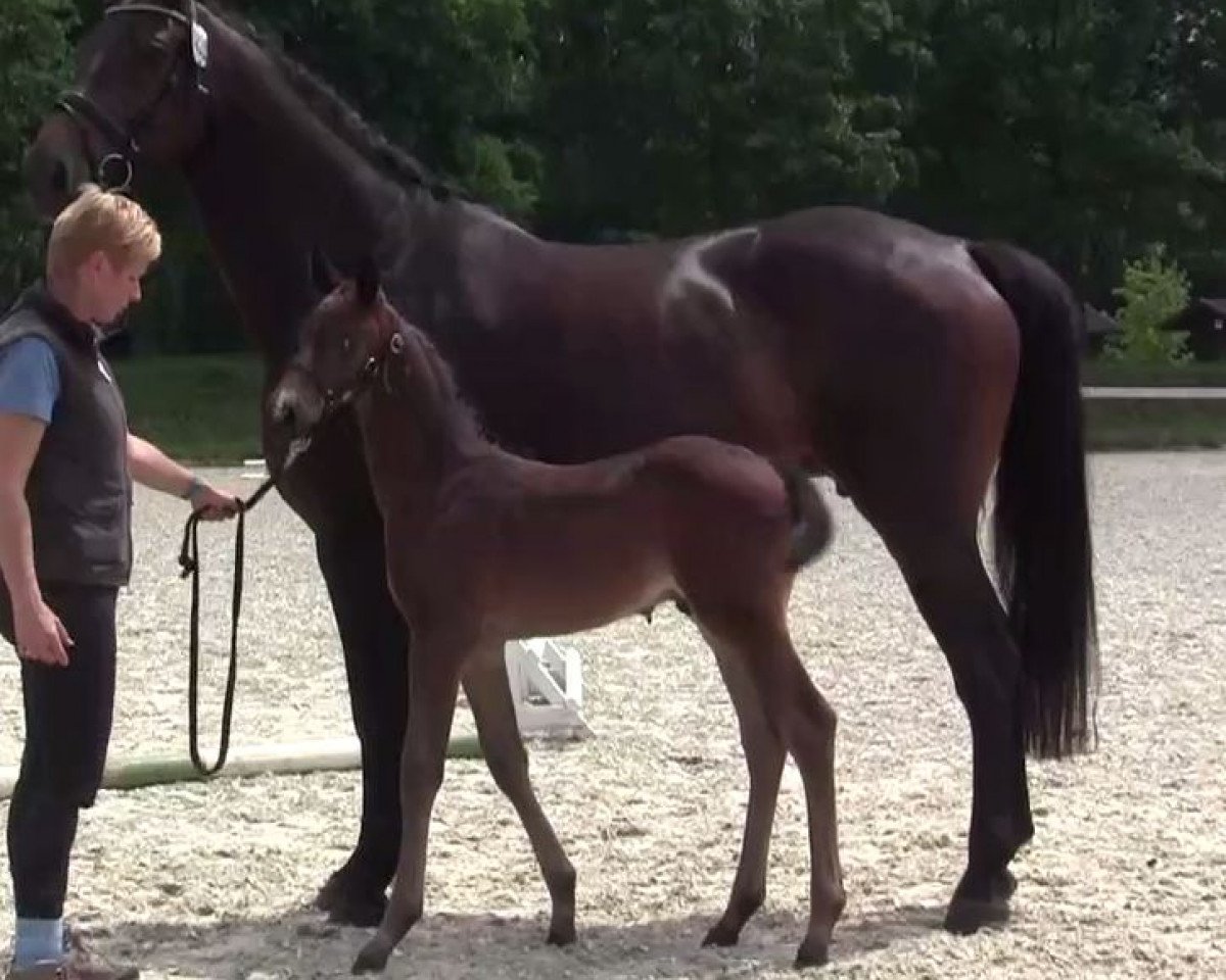 dressage horse Hengst von De Valier (Westphalian, 2014, from De Valier)