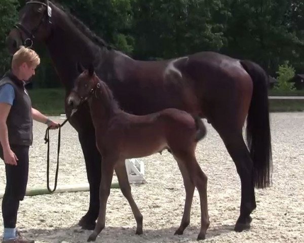 dressage horse Hengst von De Valier (Westphalian, 2014, from De Valier)