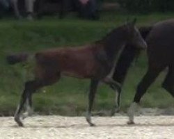 dressage horse Stute von Rock Forever NRW (Westphalian, 2012, from Rock Forever NRW)