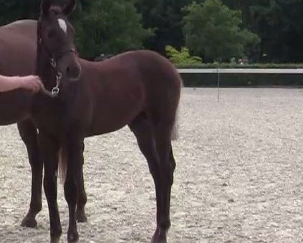 dressage horse Hengst von Estobar NRW (Westphalian, 2009, from Estobar NRW)