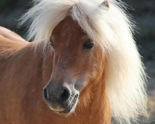 Pferd Little Henry S (Shetland Pony, 2002)